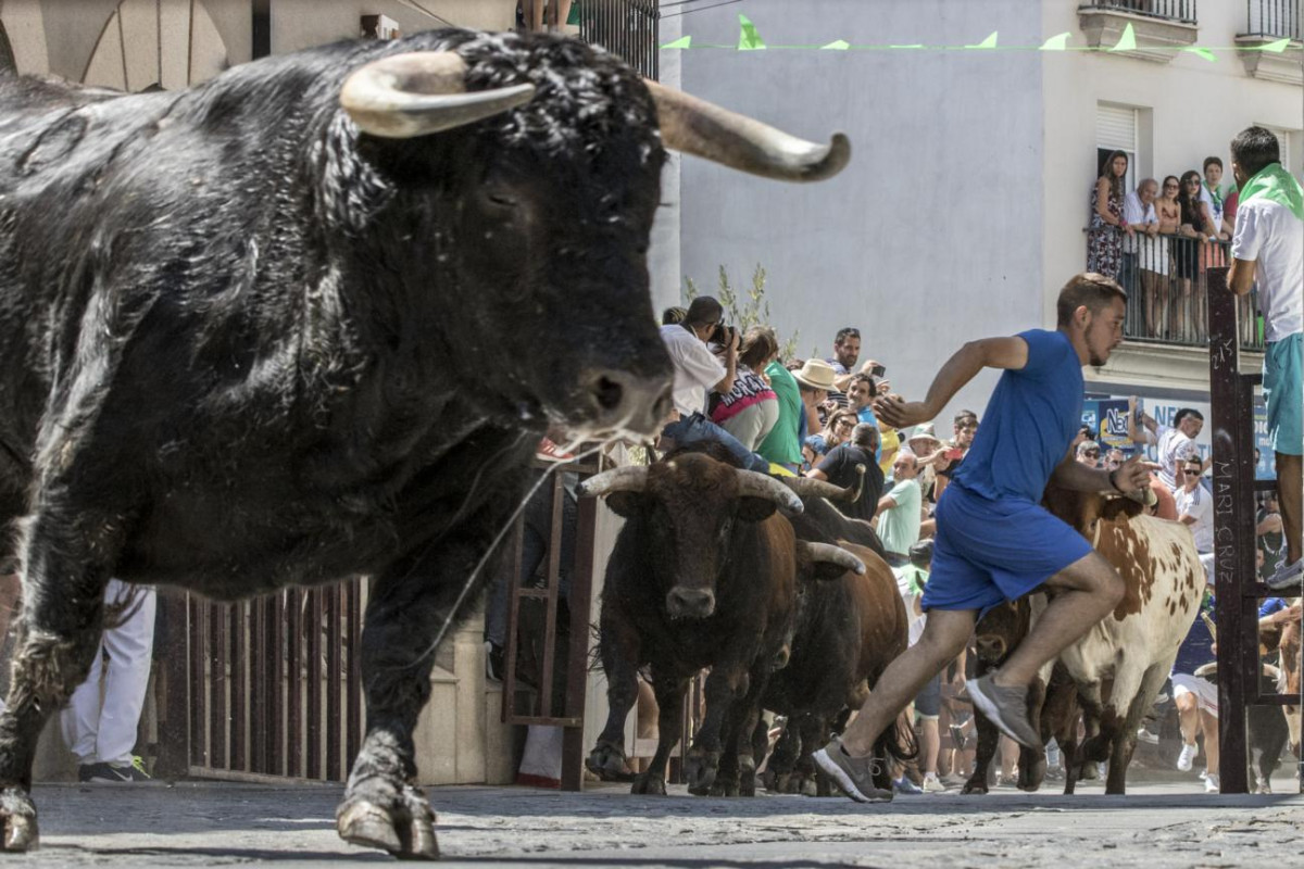 122 123  Un corredor entre los toros durante el encierro 1296x864