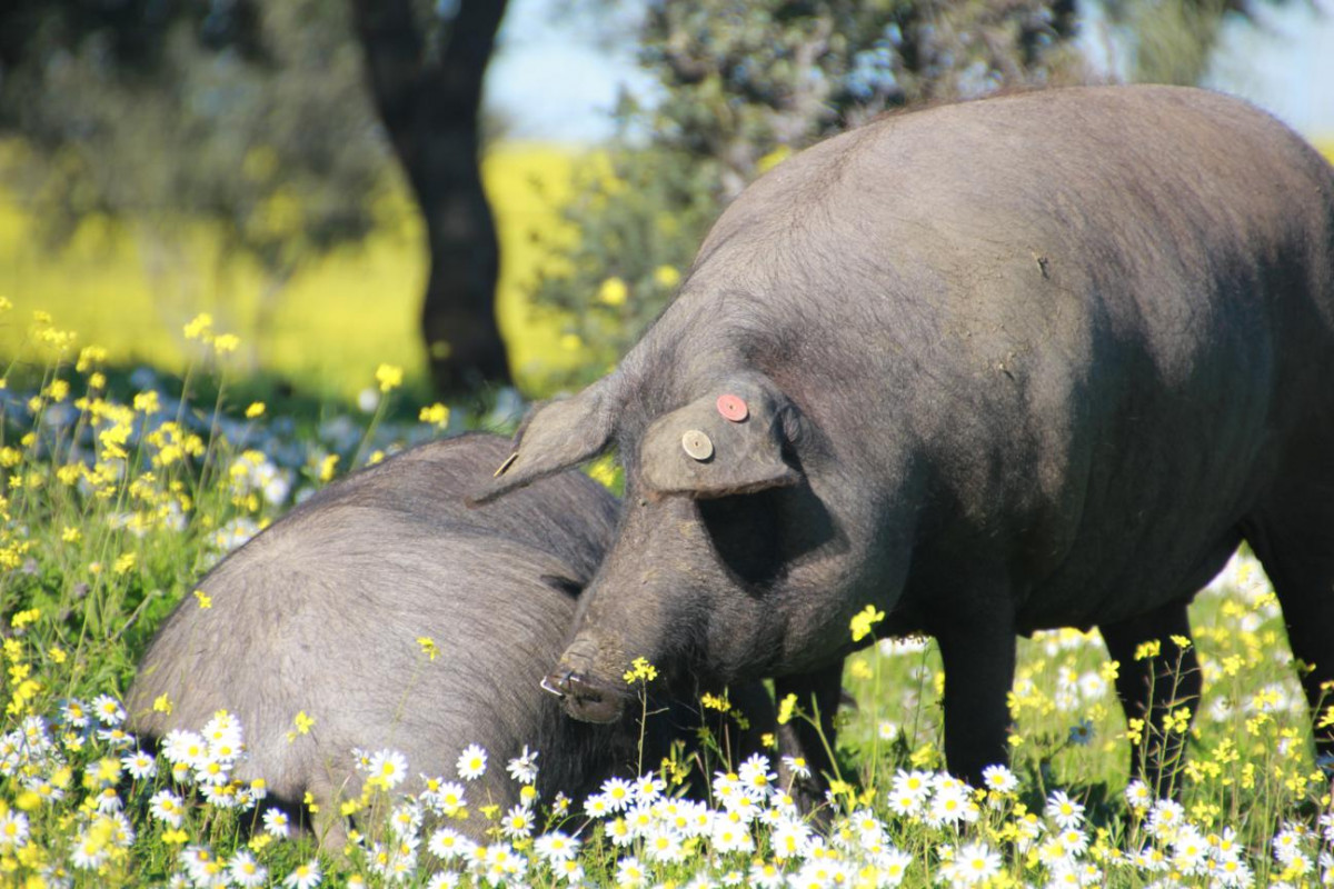 Cerdo ibérico