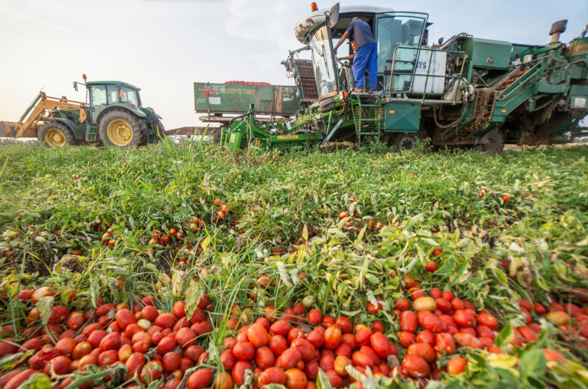 Tomate (2) 1305x864