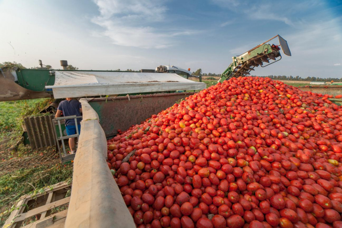 Tomate (3) 1296x864