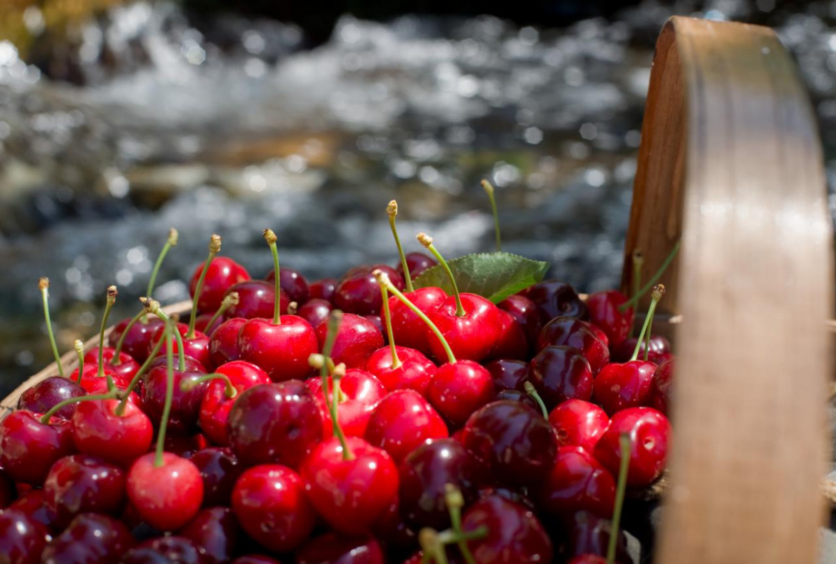 074 079  Cerezas ecológicas en el Valle del Jerte. Foto Álvaro Germán. shutterstock 279899375 (1) 1280x864