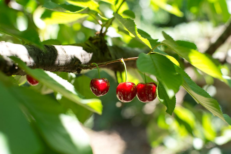 074 079  Cerezas en el árbol. Foto Álvaro Germán Vilela. shutterstock 279899342 (1) 1295x864