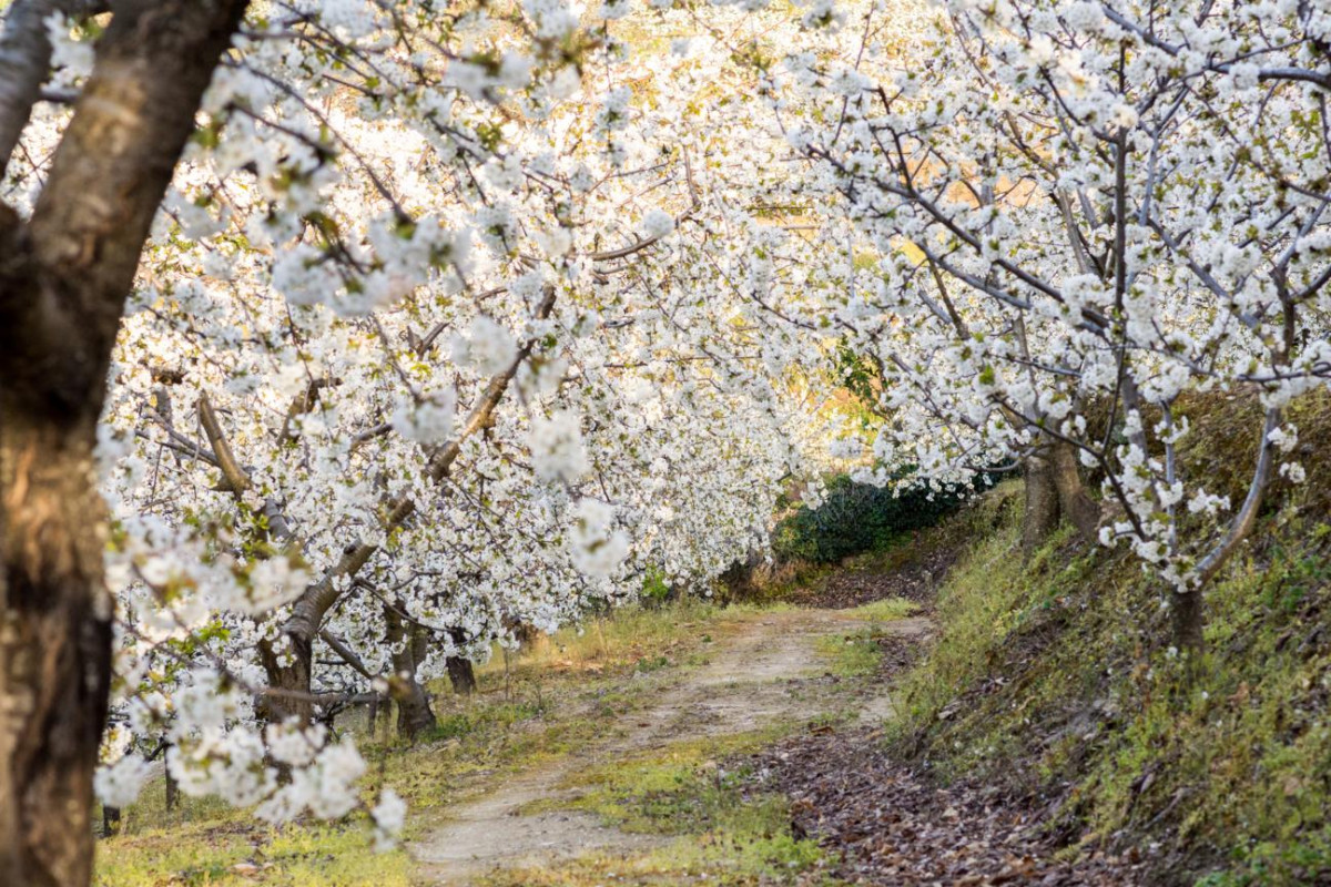 074 079  Cerezos en flor en el Valle del Jerte. Foto Javi Ralv shutterstock 1048682444 (1) 1296x864