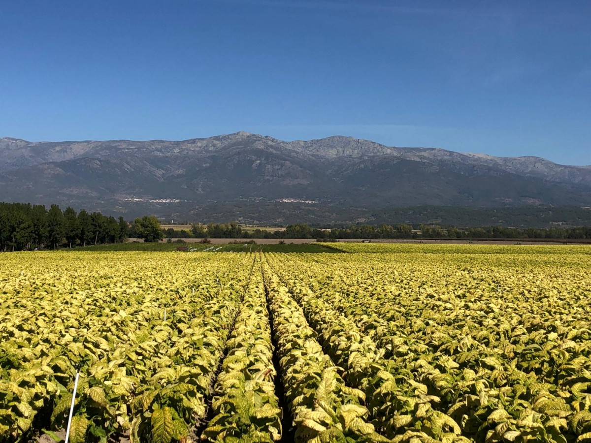 Cultivo de tabaco en Talayuela